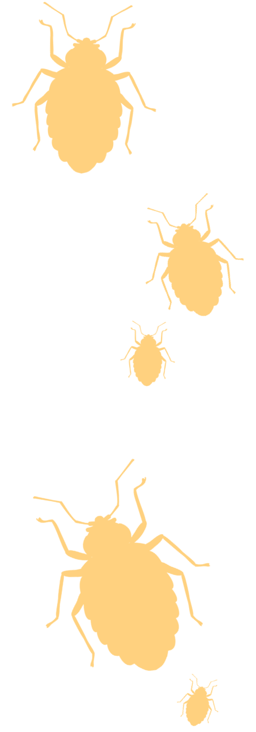 graphic of a trail of bed bugs