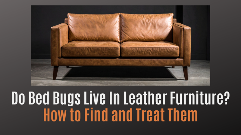 How to Treat Sofa for Bed Bugs