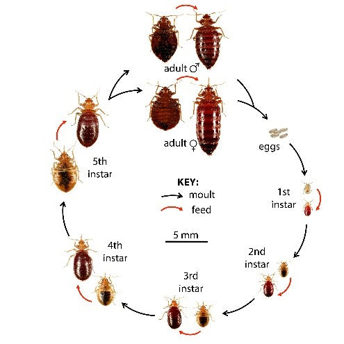 do bed bugs like tobacco Home remedies help remove nicotine